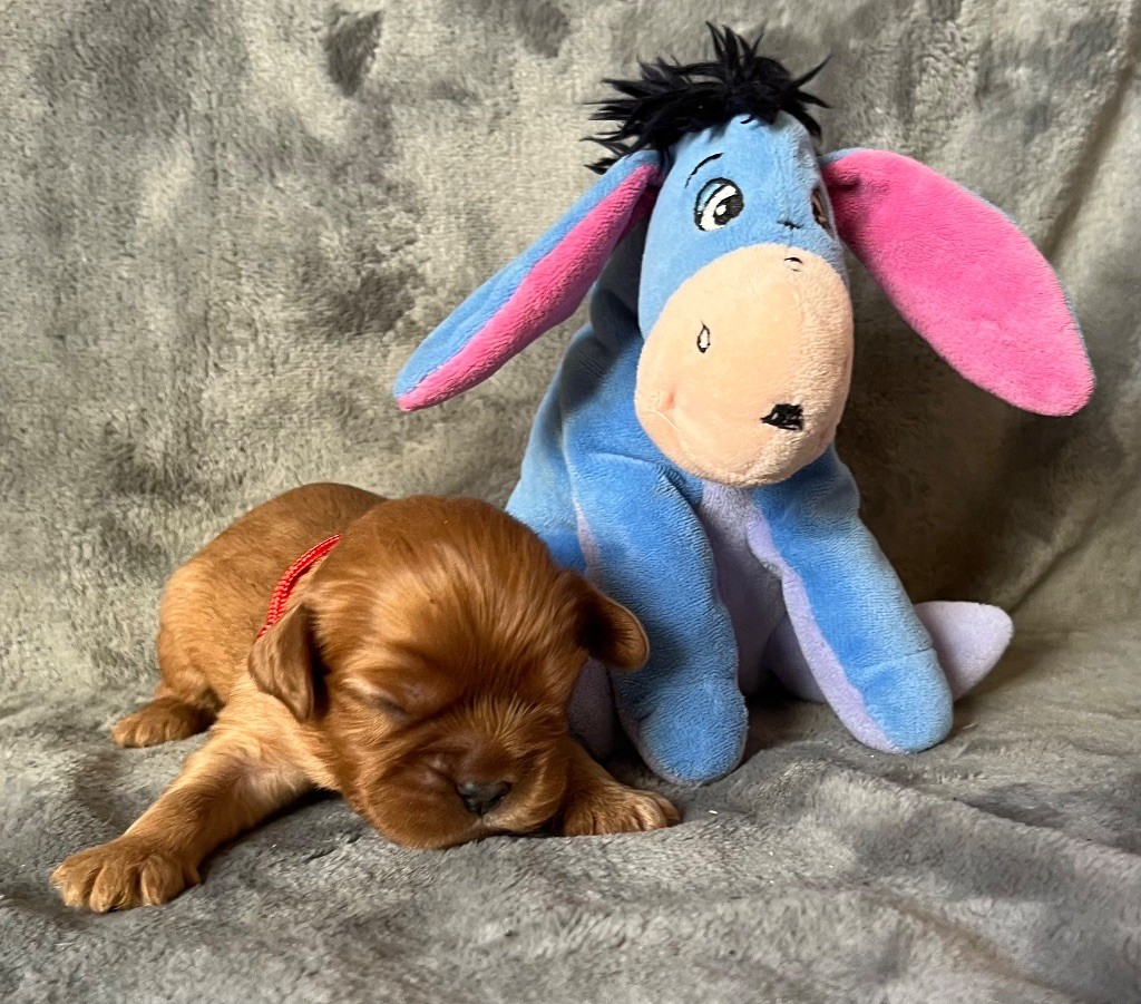 des Méandres de la Vézère - Chiots disponibles - Cavalier King Charles Spaniel