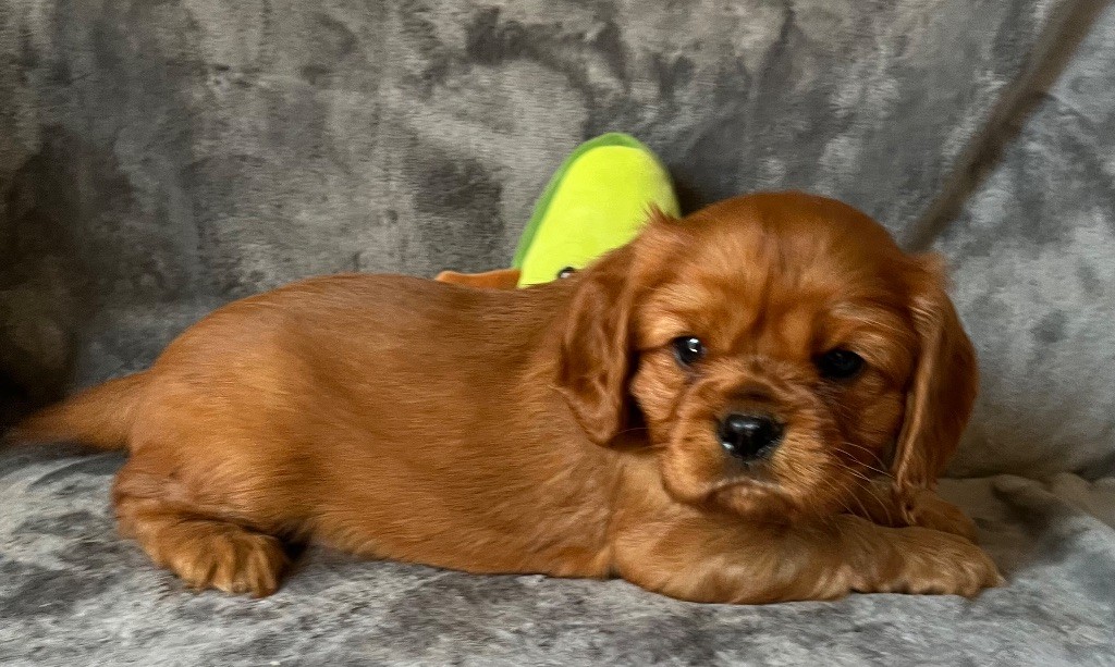 des Méandres de la Vézère - Chiots disponibles - Cavalier King Charles Spaniel