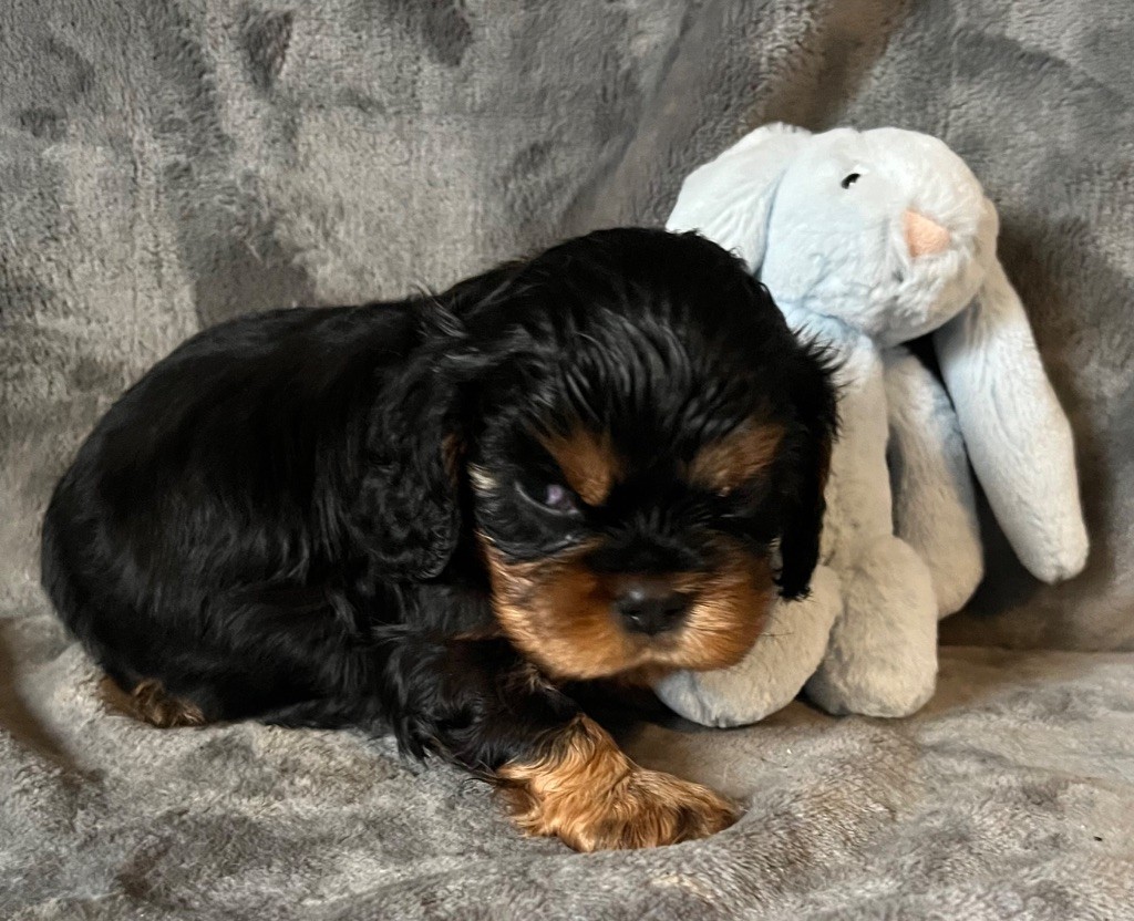 des Méandres de la Vézère - Chiots disponibles - Cavalier King Charles Spaniel