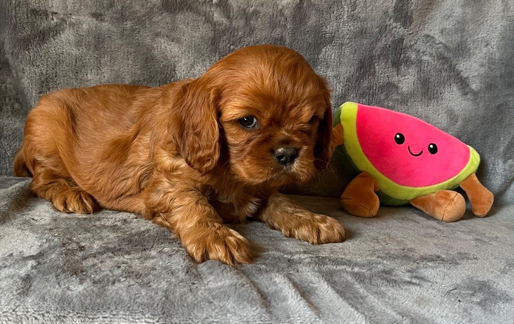 des Méandres de la Vézère - Chiots disponibles - Cavalier King Charles Spaniel