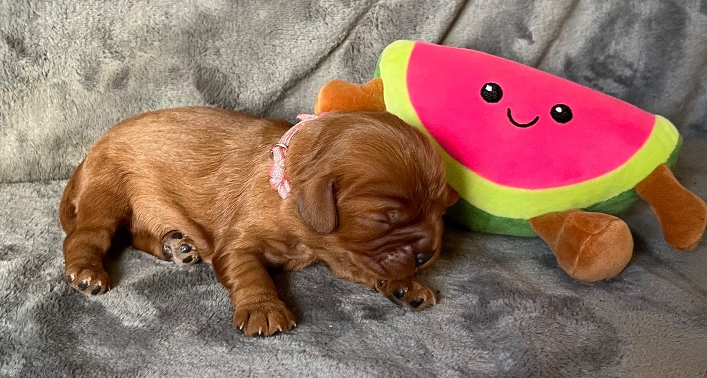 des Méandres de la Vézère - Chiots disponibles - Cavalier King Charles Spaniel
