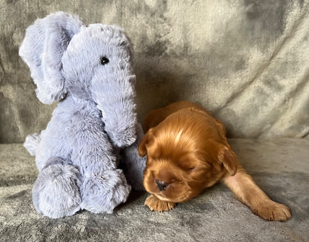 des Méandres de la Vézère - Chiots disponibles - Cavalier King Charles Spaniel