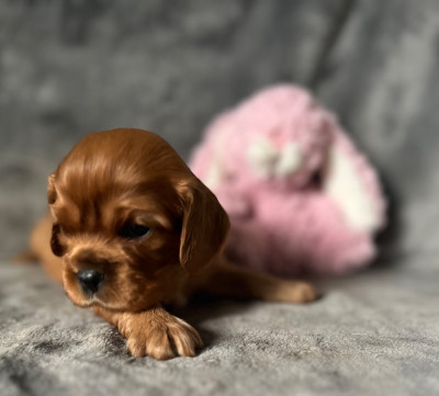 Femelle Ruby collier Rouge