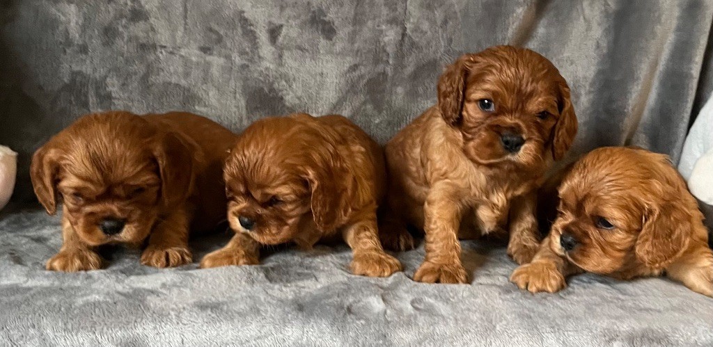 des Méandres de la Vézère - Cavalier King Charles Spaniel - Portée née le 19/04/2025