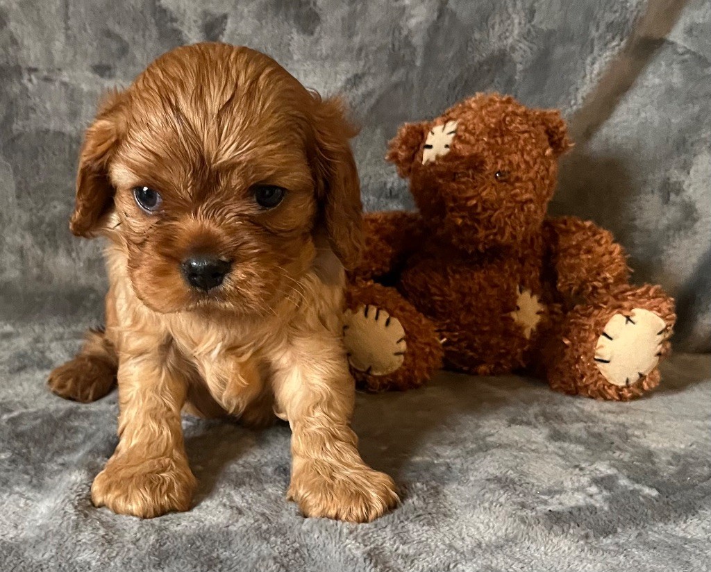 des Méandres de la Vézère - Chiots disponibles - Cavalier King Charles Spaniel