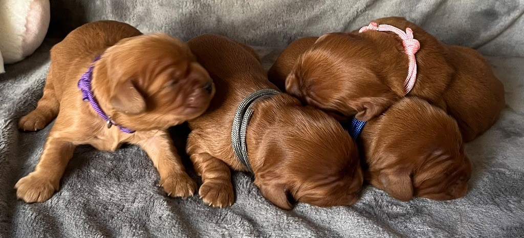 Chiot Cavalier King Charles Spaniel des Méandres de la Vézère