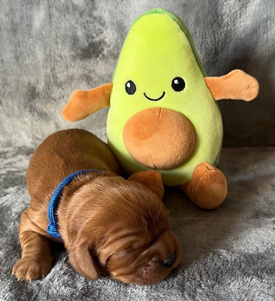 des Méandres de la Vézère - Chiots disponibles - Cavalier King Charles Spaniel